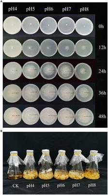 Transcriptomic analysis and carbohydrate metabolism-related enzyme expression across different pH values in Rhizopus delemar